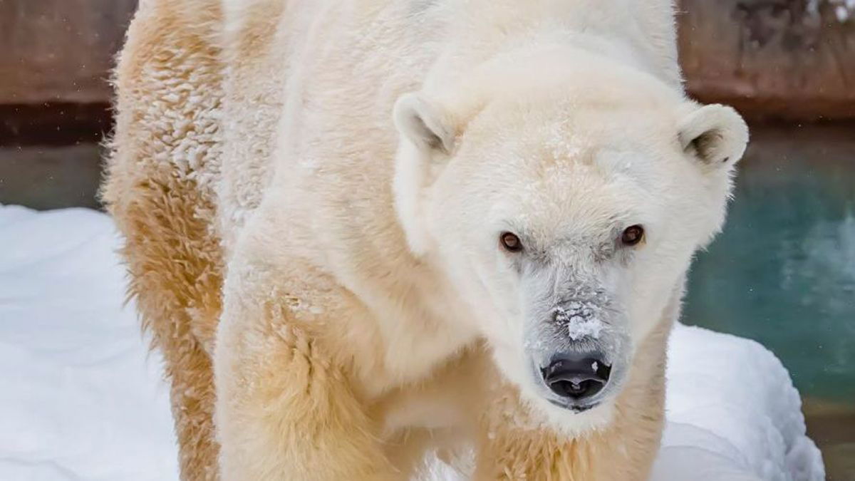 At 36, Snow Lilly was the oldest bear in human care in North America, according to the Milwaukee County Zoo.