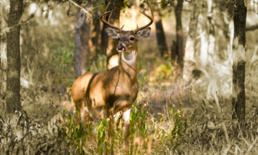 See how many registered hunters are in Texas