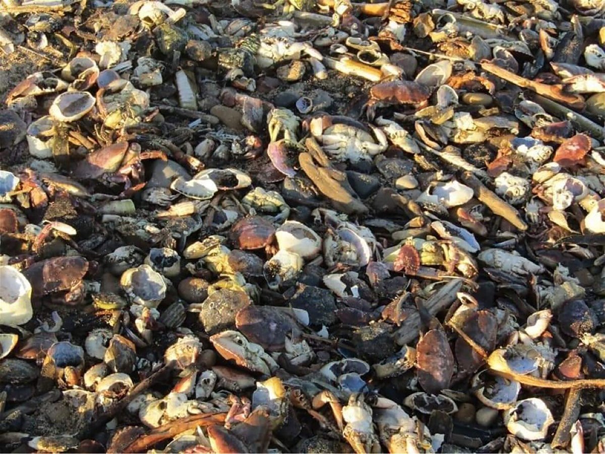 <i>Courtesy Sharon Bell</i><br/>British environmental watchdogs have launched an investigation after thousands of dead sea creatures washed up on beaches in North East England