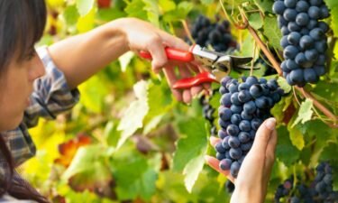 Climate change’s impact on the wine industry