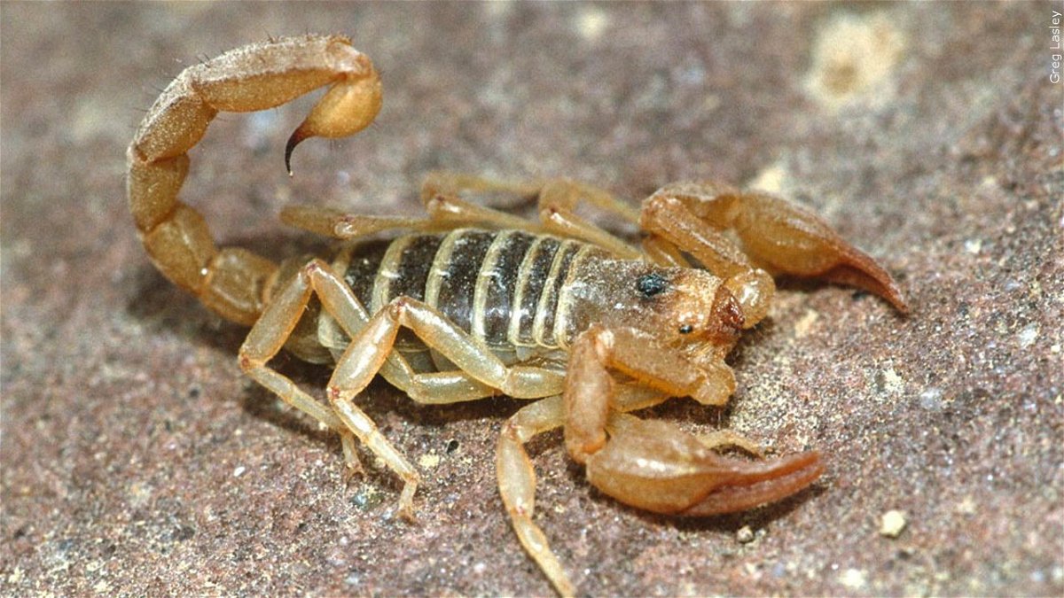 A scorpion is seen in this file photo.