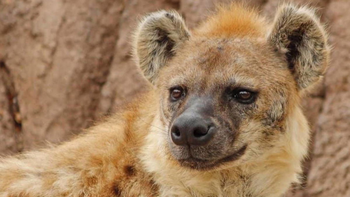 Kibo, one of two of the Denver Zoo's hyenas that has tested positive for the coronavirus.