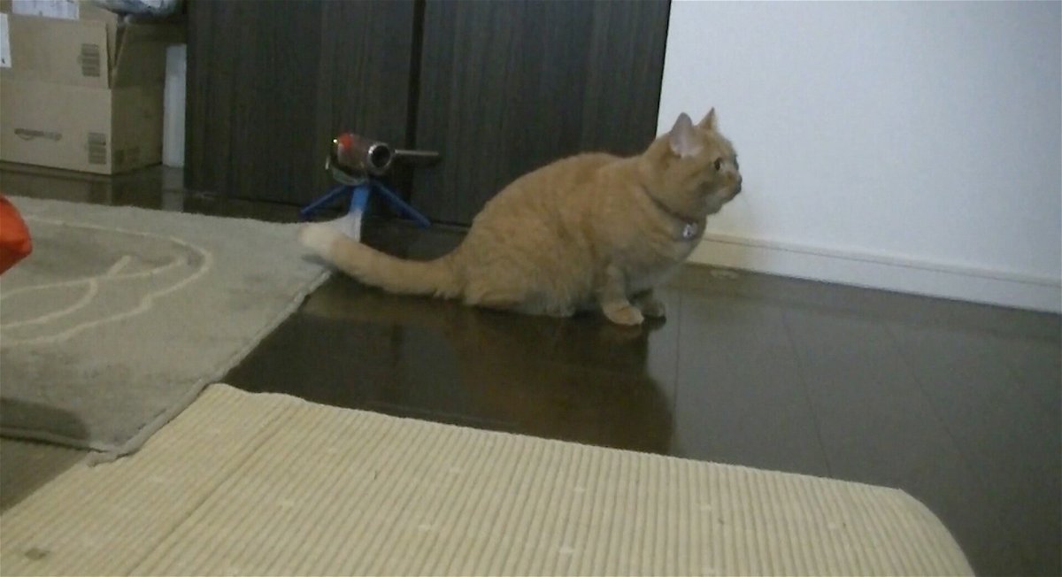 <i>Saho Takagi</i><br/>One of the cats in the experiment listens to the owner's voice on the speaker.