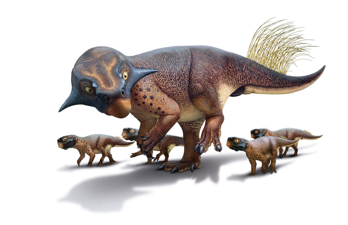 <i>Bob Nicholls</i><br/>Reconstruction of a Psittacosaurus. One fossil find for this creature contained preserved soft tissue