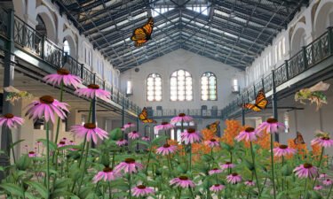 ReWildAR Summer Visualization worked with Smithsonian horticulture experts to visualize a radically greener future that attendees can experience through an augmented reality overlay.