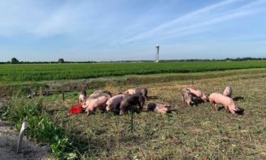 Schiphol Airport employed 20 pigs as part of the pilot project.