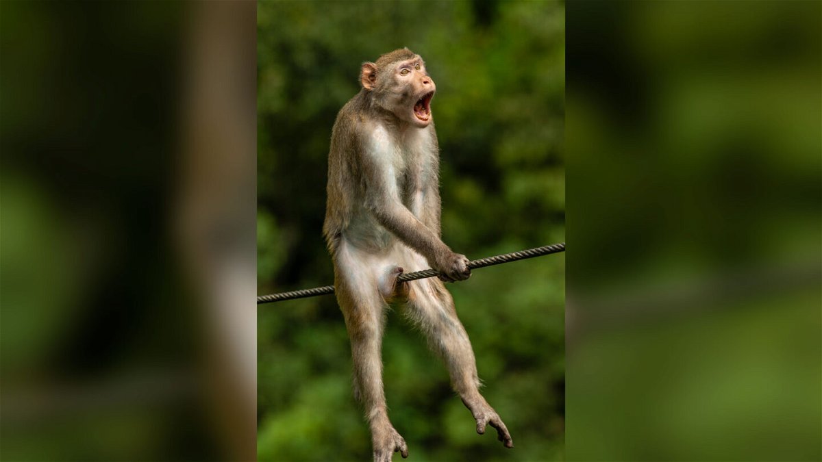 <i>Ken Jensen/Comedy Wildlife Photo Awards 2021</i><br/>An image of a golden sink monkey wearing a pained expression has won the overall prize at this year's Comedy Wildlife Photography Awards.