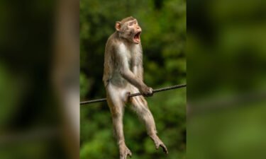 An image of a golden sink monkey wearing a pained expression has won the overall prize at this year's Comedy Wildlife Photography Awards.