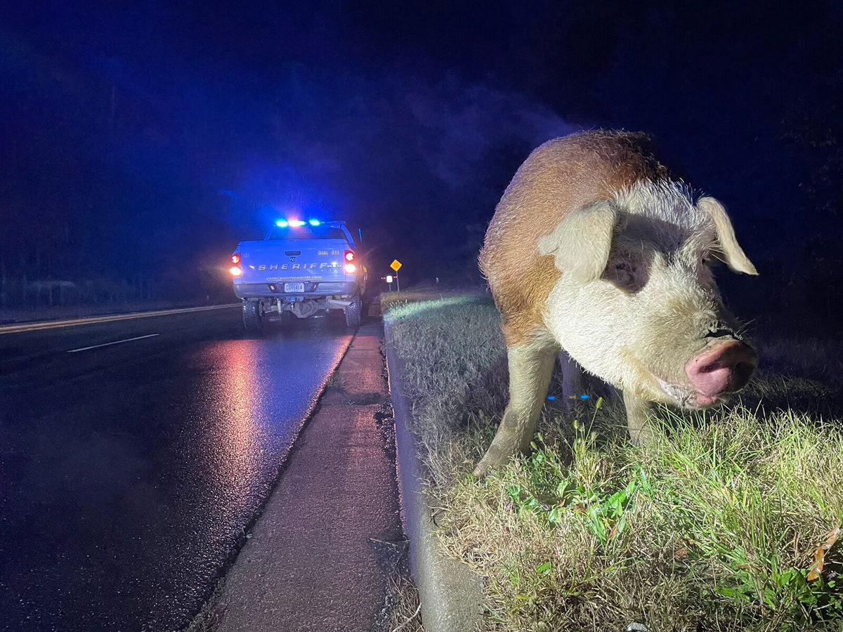<i>York County Sheriff/Twitter</i><br/>A hog named Papa Pig was blocking two lanes of traffic in York County