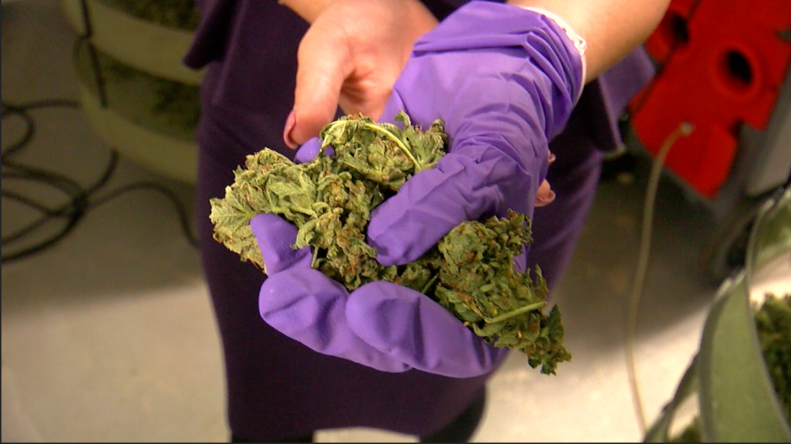 A handful of cannabis cultivated by Ultra Health in the company's Bernalillo campus.