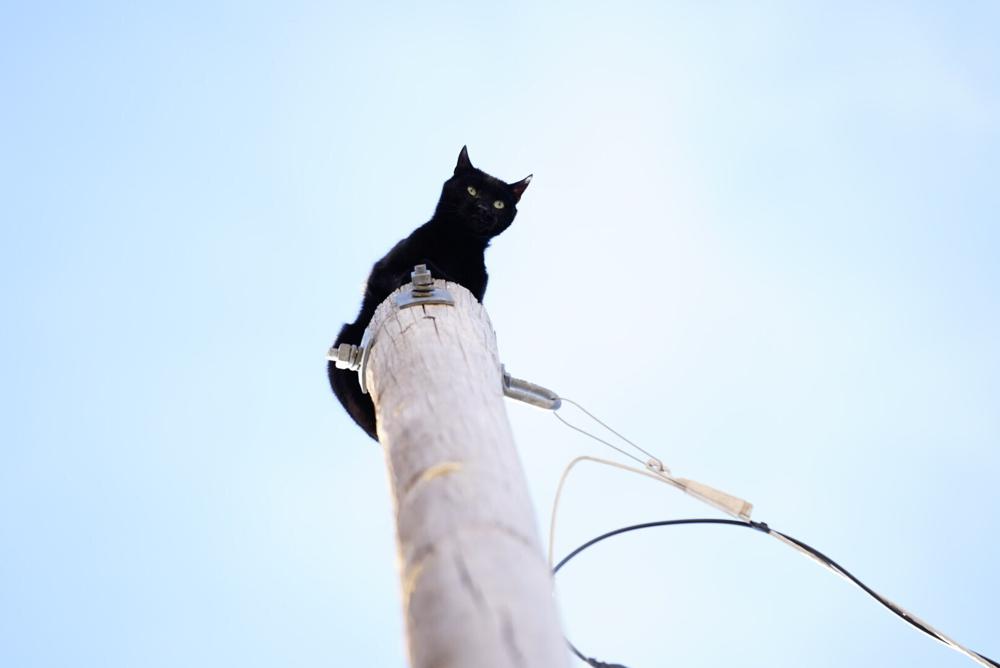 Panther, a cat who was stuck on top of a 36-foot-high light pole for days.