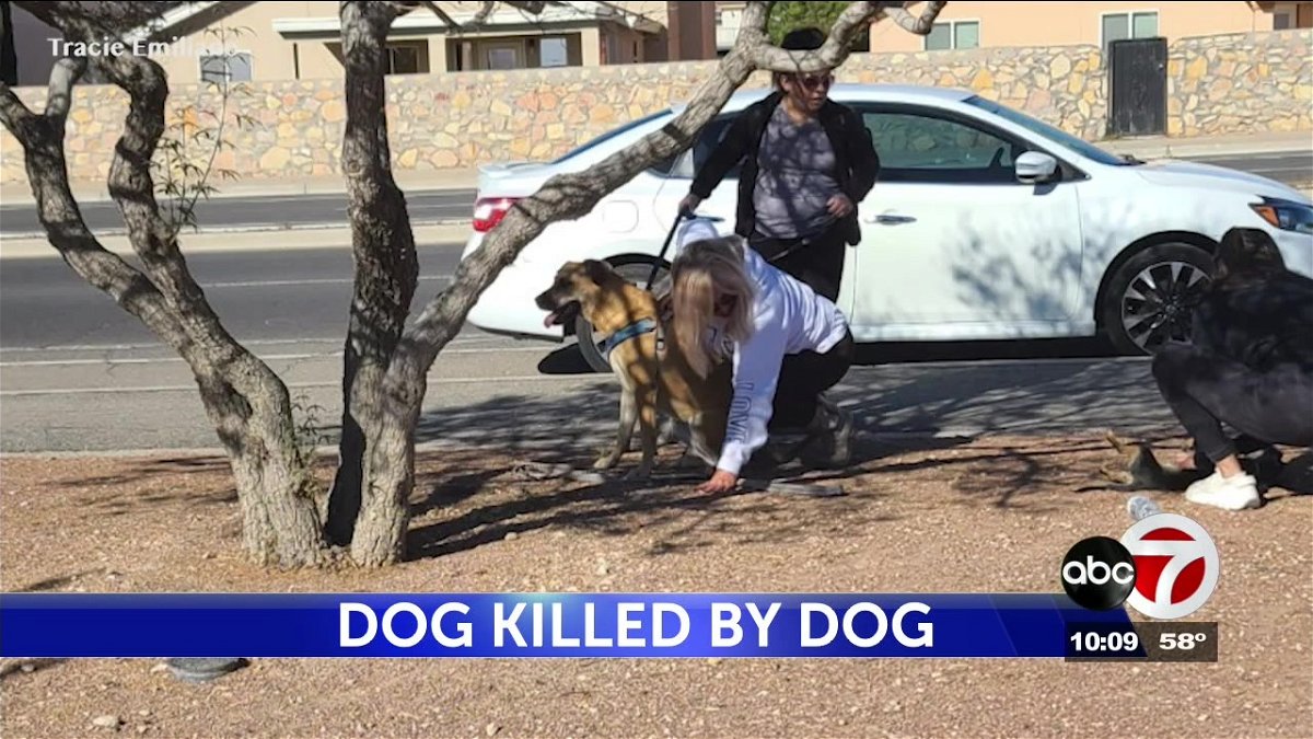 El Paso woman outraged after her dog is killed by another and its owner receives ‘just a ticket’