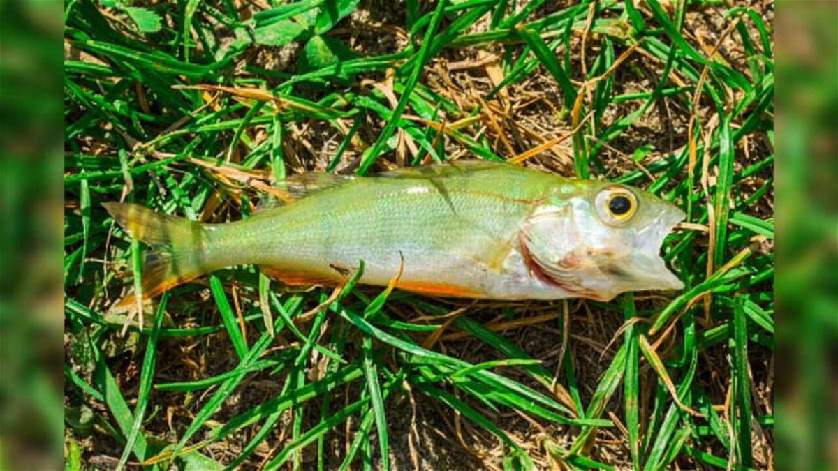 A fish that fell from the sky like rain in Texarkana.