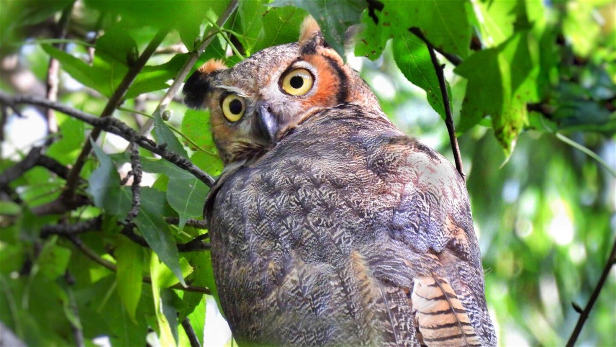 <i>David Barrett/@BirdCentralPark</i><br/>A Great Horned Owl spotted in Central Park on October 3.