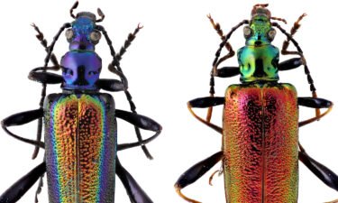 This image depicts beautiful metallic beetles