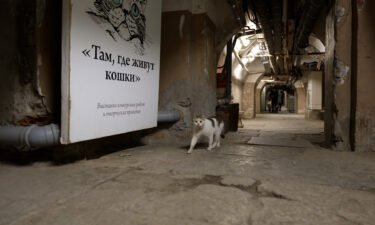 A cat prowls the basement of the museum