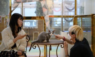 Customers play with a cat at the Eden Meerkat Friends animal cafe in Seoul on March 31