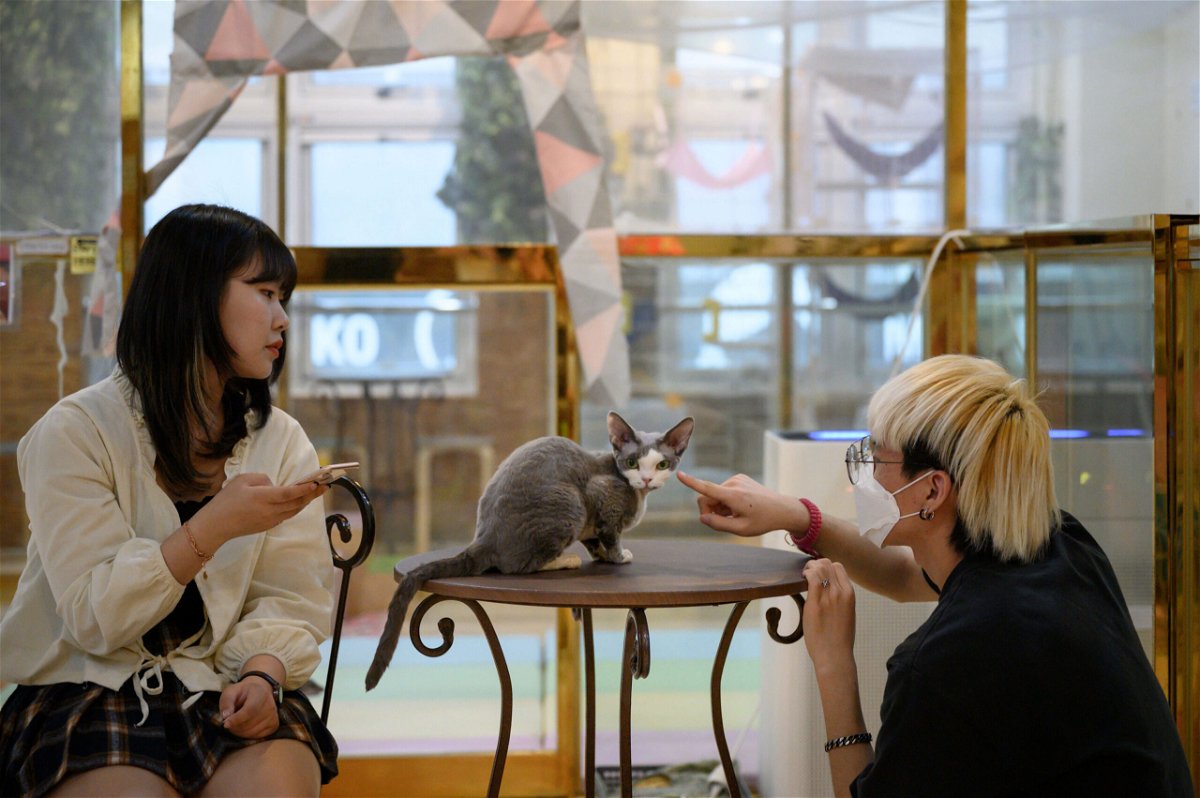 <i>Ed JonesAFP/Getty Images</i><br/>Customers play with a cat at the Eden Meerkat Friends animal cafe in Seoul on March 31