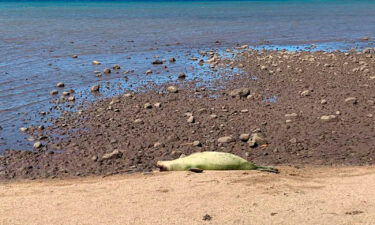 An endangered Hawaiian monk seal is shown on a beach on the island of Molokai