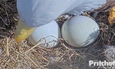 A pair of Florida bald eagle eggs are expected to hatch soon.