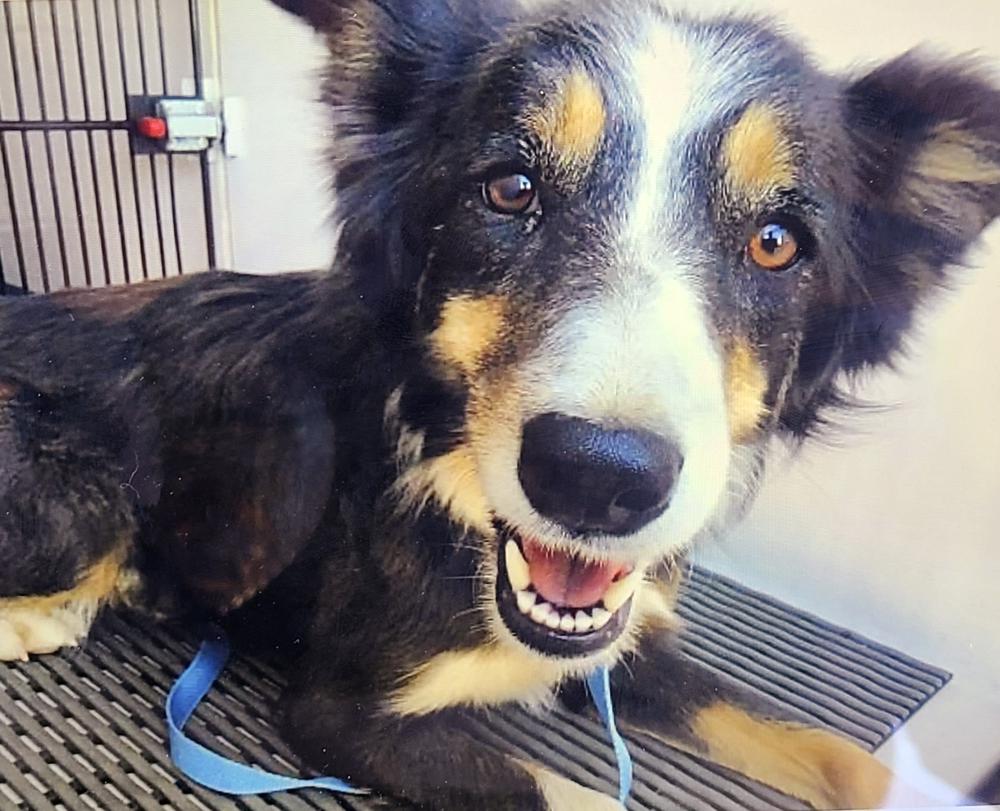 Rescued dog Jessie Lee is seen in Colorado Springs, Colo.