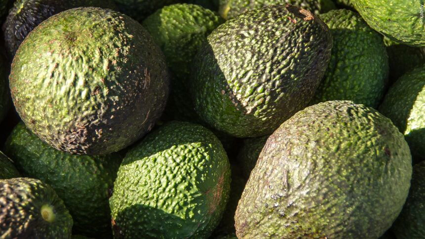 Mexican town protects forest from avocado growers, cartels - KVIA