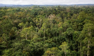 A view of the Amazon rainforest in French Guiana. Researchers reported Monday there are thousands of tree species yet to be discovered worldwide.
