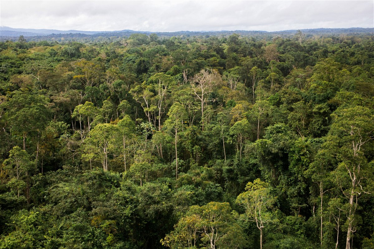 <i>Emeric Fahlen/NurPhoto/Getty Images</i><br/>A view of the Amazon rainforest in French Guiana. Researchers reported Monday there are thousands of tree species yet to be discovered worldwide.