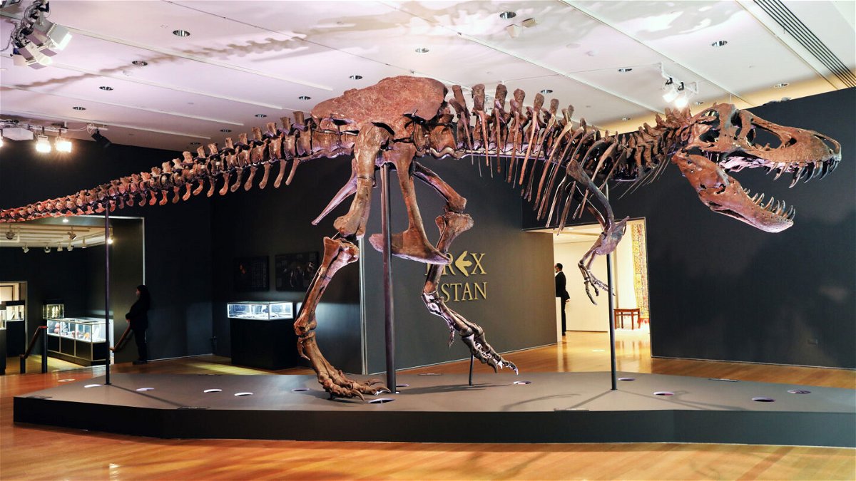 <i>Spencer Platt/Getty Images</i><br/>The T-Rex skeleton known as 'Stan' is displayed in a gallery at Christie's auction house in New York City on September 17
