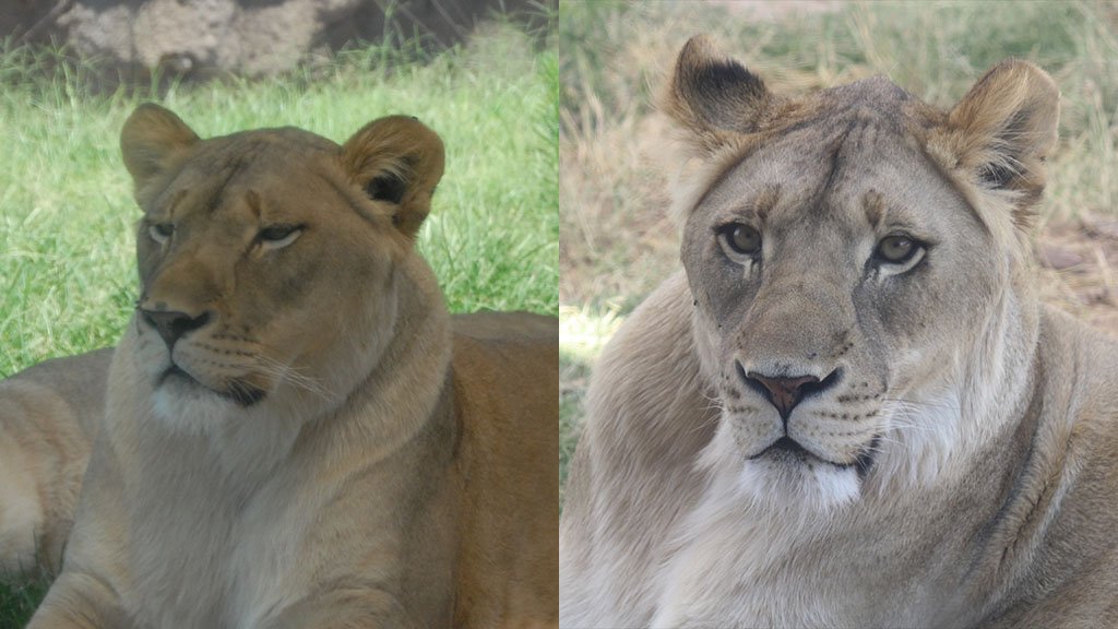 Female lions at El Paso Zoo recover from Covid-19
