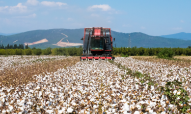 Most valuable crops grown in Texas