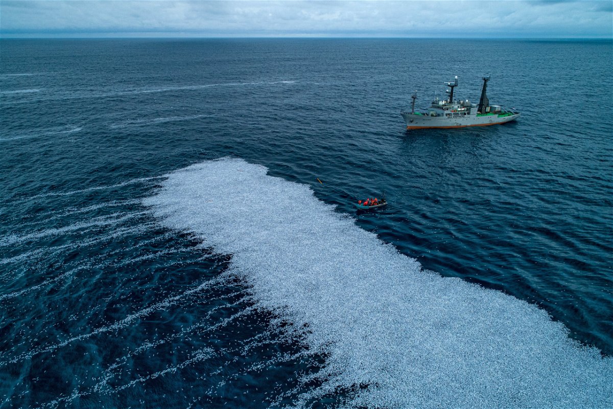 <i>©Sea Shepherd/Abaca/ZUMA Press</i><br/>The dead fish formed a huge white carpet in the Bay of Biscay