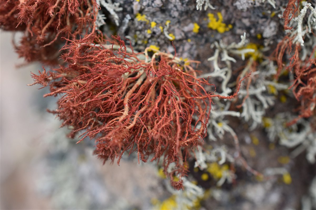 <i>Matthew Nelsen/Field Museum</i><br/>Algae enjoys a symbiotic relationship with a fungus
