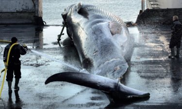 Iceland will end whaling from 2024 amid controversy and falling demand. Workers hose down a large fin whale in Hvalfjordur