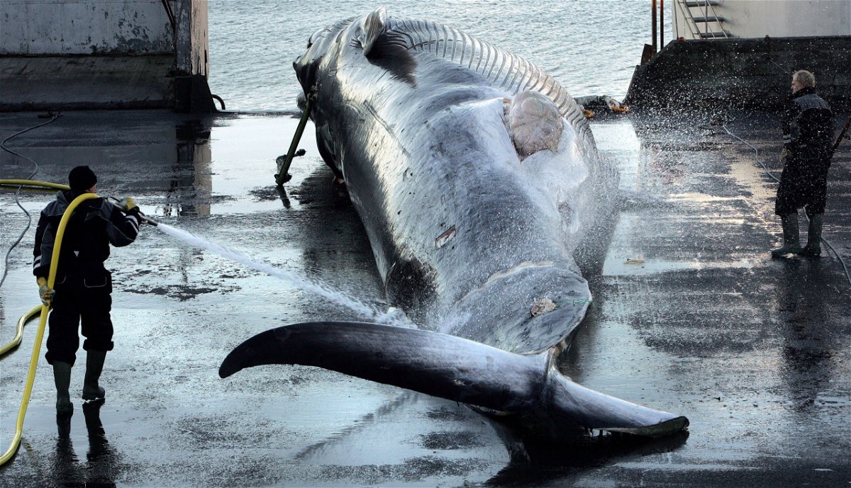 <i>AP</i><br/>Iceland will end whaling from 2024 amid controversy and falling demand. Workers hose down a large fin whale in Hvalfjordur