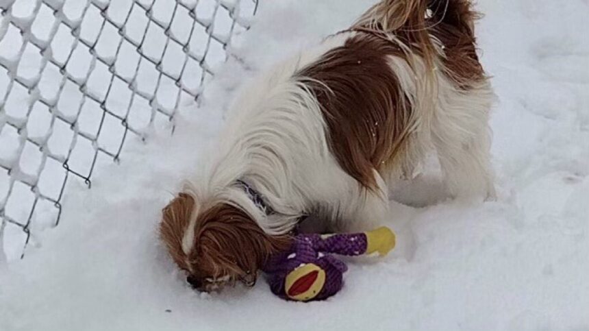 Dog in Snow