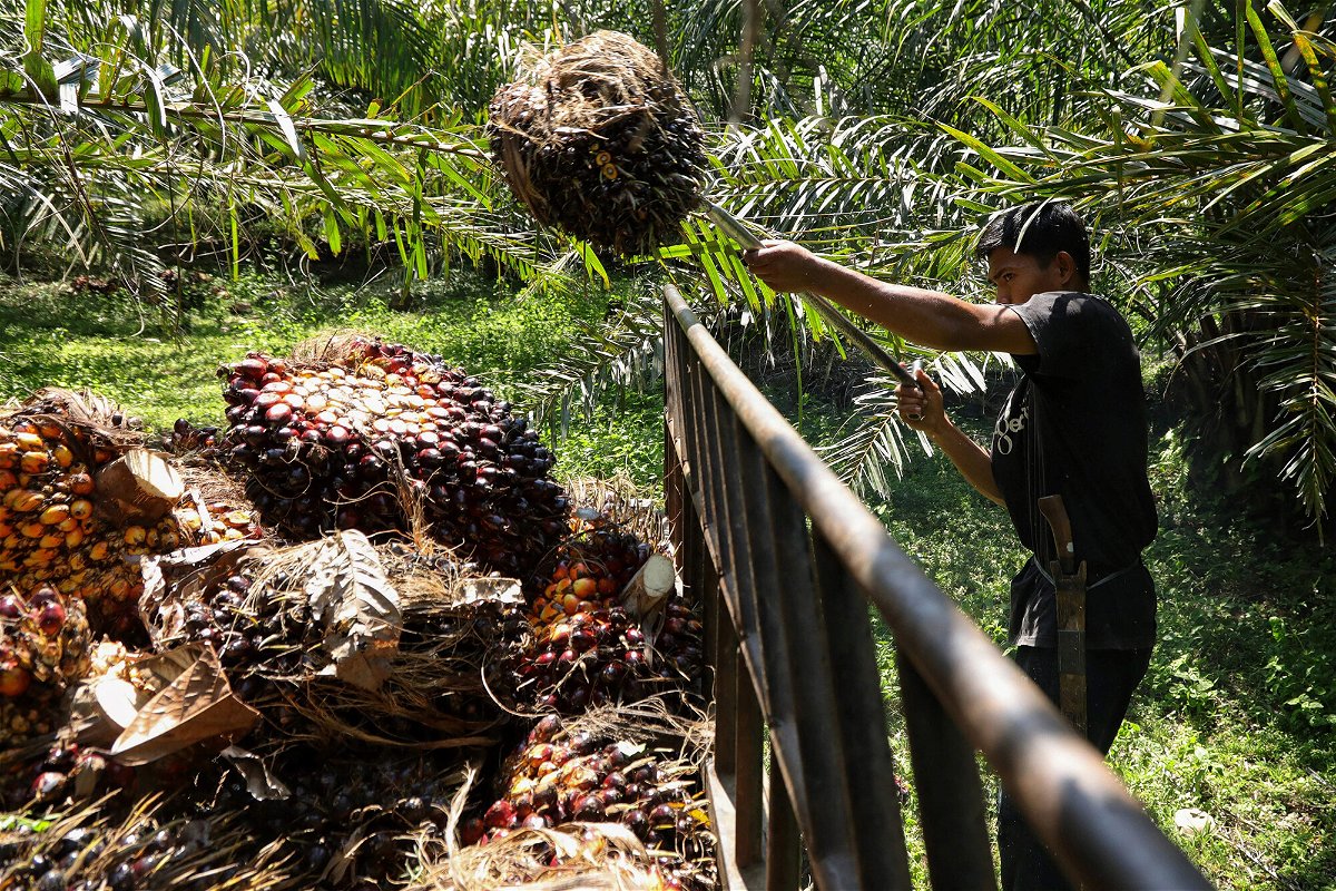 <i>Azwar Ipank/AFP/Getty Images</i><br/>Palm oil prices are soaring. A worker harvests oil palm fruits
