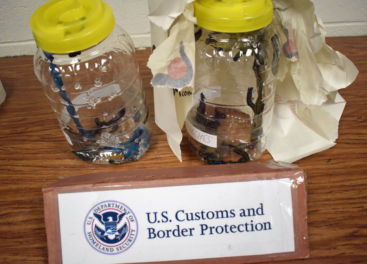 <i>US Customs and Border Protection</i><br/>US Customs and Border Protection seized jars of protected leeches.