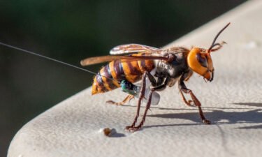 Giant male hornets can be tricked into being captured with a synthetic sex pheromone.