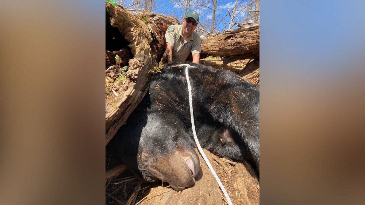 <i>Tennessee Wildlife Resources Agency</i><br/>The Tennessee Wildlife Resources Agency captured a 500-pound black bear in Greeneville
