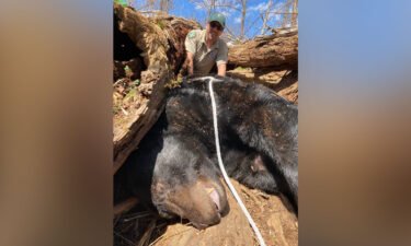 The Tennessee Wildlife Resources Agency captured a 500-pound black bear in Greeneville