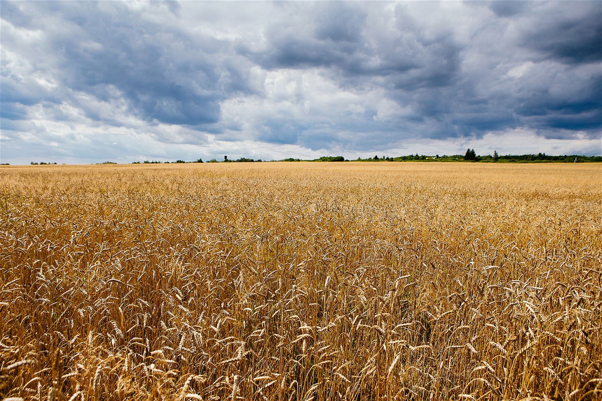 <i>Ukrinform/Shutterstock</i><br/>Russia's attack on Ukraine is causing wheat prices to spike. Pictured is a wheat field in the Zakarpattia region of Western Ukraine