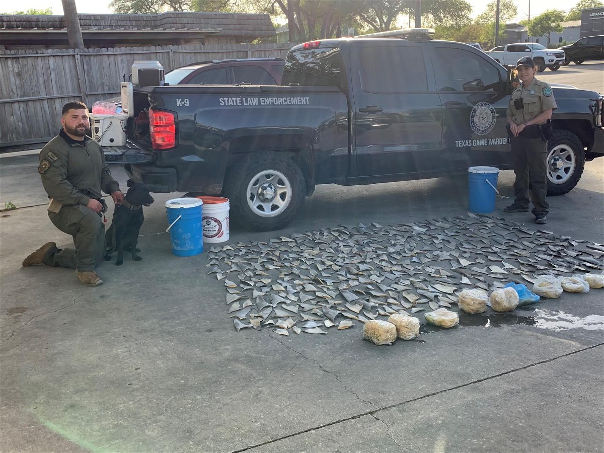 <i>From Texas Game Wardens</i><br/>Texas Game Wardens discovered 381 whole shark fins and 29.2 lbs of frozen shark fins inside a San Antonio seafood restaurant.