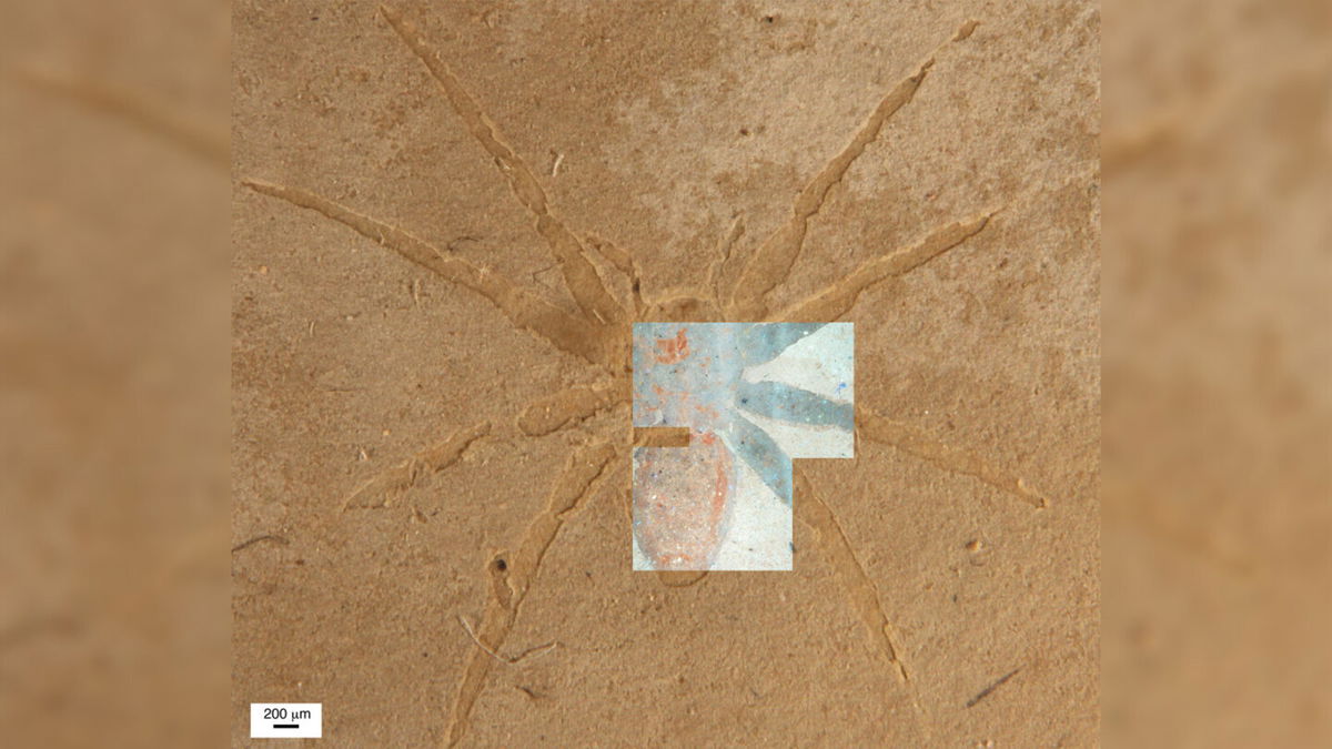 <i>Alison Olcott</i><br/>The spider fossil is hard to differentiate from the rock. But when the fossil is studied under a fluorescent microscope