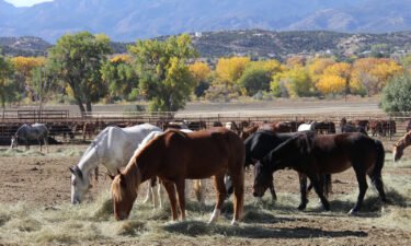 Wild horses are seen in this file photo of the Bureau of Land Management wild horse and burro holding facility in Cañon City