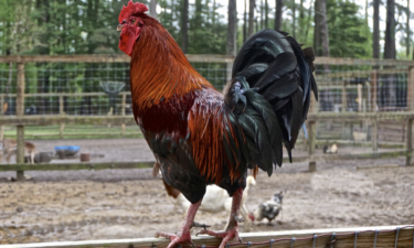 How the avian influenza has impacted Texas