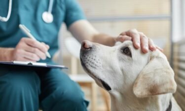Common health problems for popular dog breeds