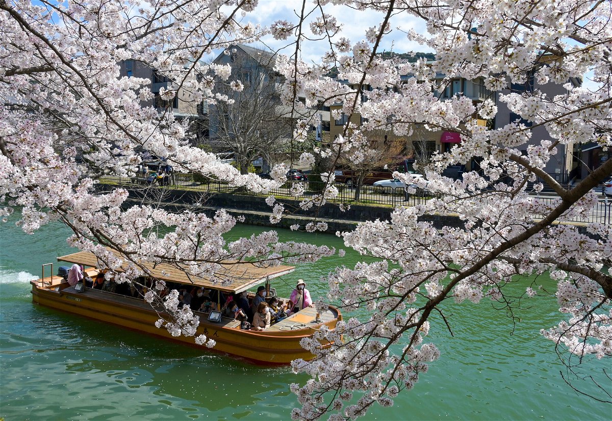 <i>Michihiro Kawamura/The Yomiuri Shimbun/AP</i><br/>Human-induced climate crisis is making Japan's cherry blossoms bloom earlier.