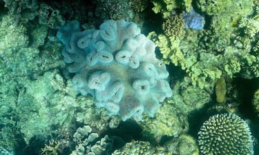 This picture taken on March 7 shows the current condition of coral on the Great Barrier Reef