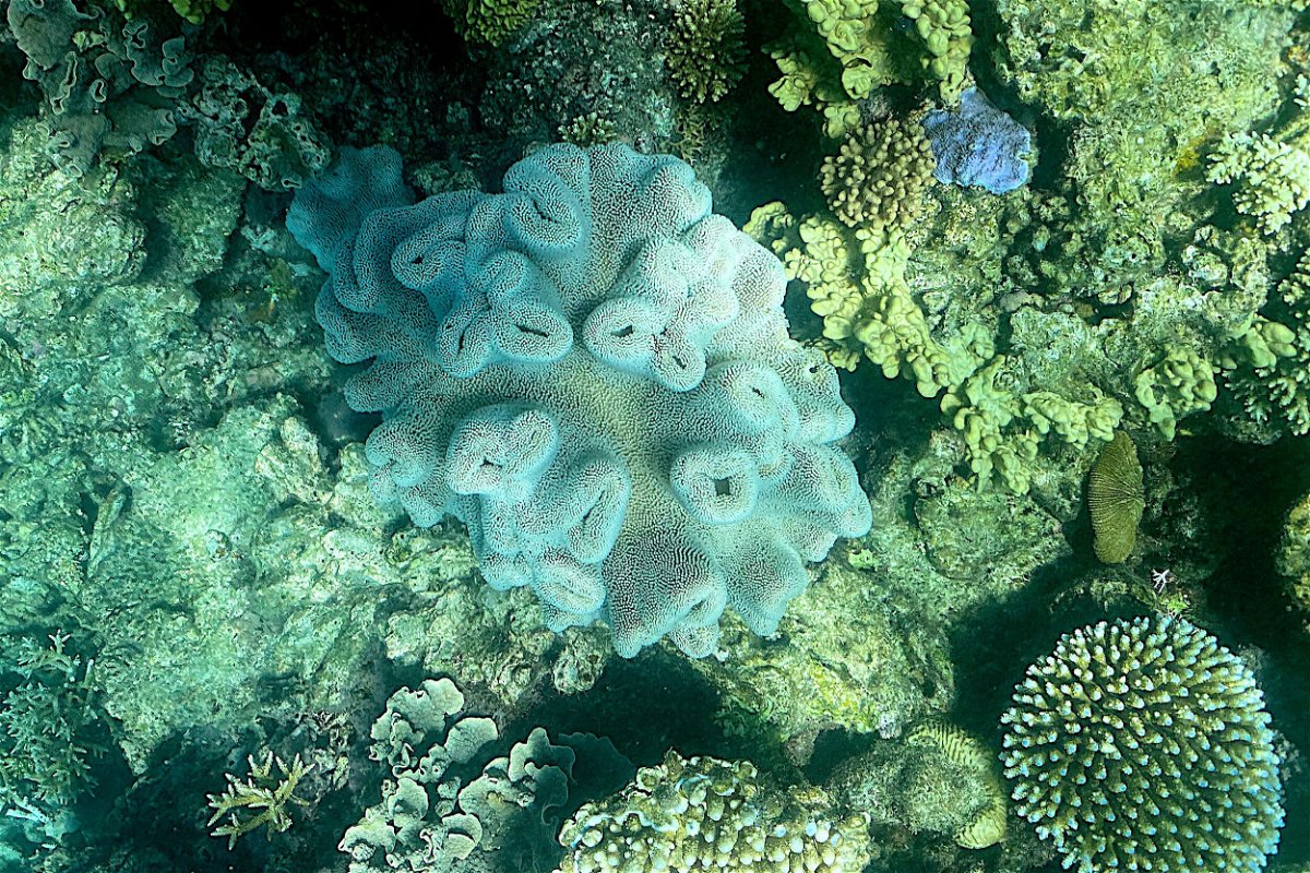 <i>Glenn Nicholls/AFP/Getty Images</i><br/>This picture taken on March 7 shows the current condition of coral on the Great Barrier Reef